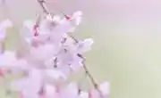 枝垂れ桜の花